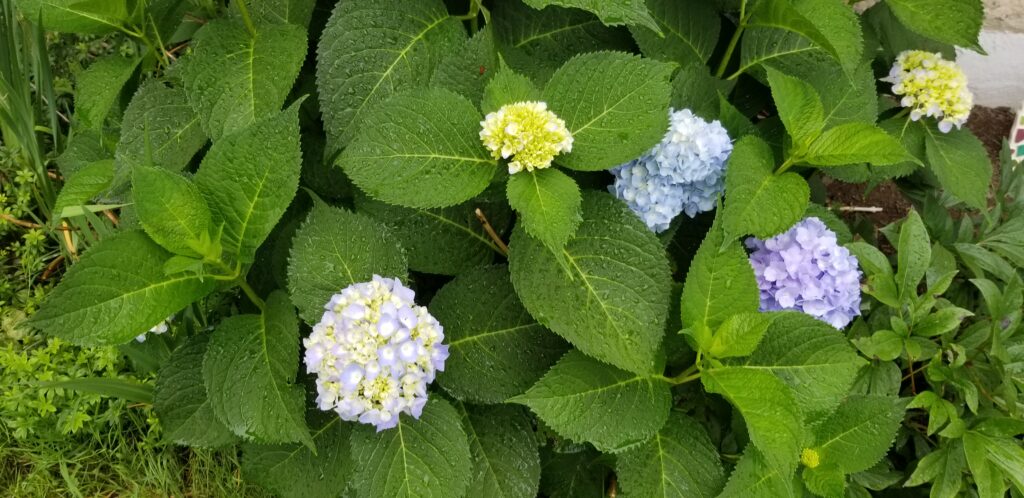 Hydrangea bush